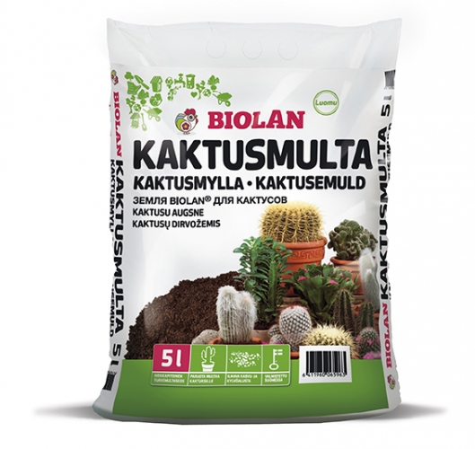 kaktus-1.jpg